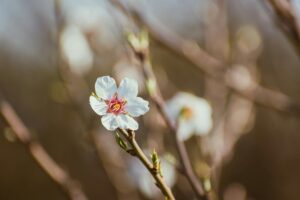 Close-up of a delicate almond blossom on a branch, capturing the essence of spring.